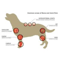 Osteoarthritis in Canines - How to Know if Your Dog is in Pain?